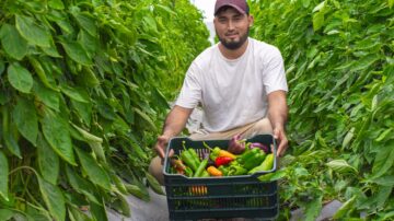 Con apoyo del programa “Tierra Fértil”, joven productor  pasó a producir 7,500 libras de chile por semana