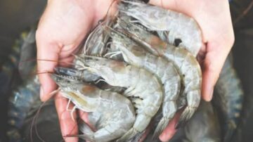 El camarón blanco de Honduras hizo su presentación en la ceremonia de lanzamiento del Evento “Gran Mercado para Todos: Exportar a China”